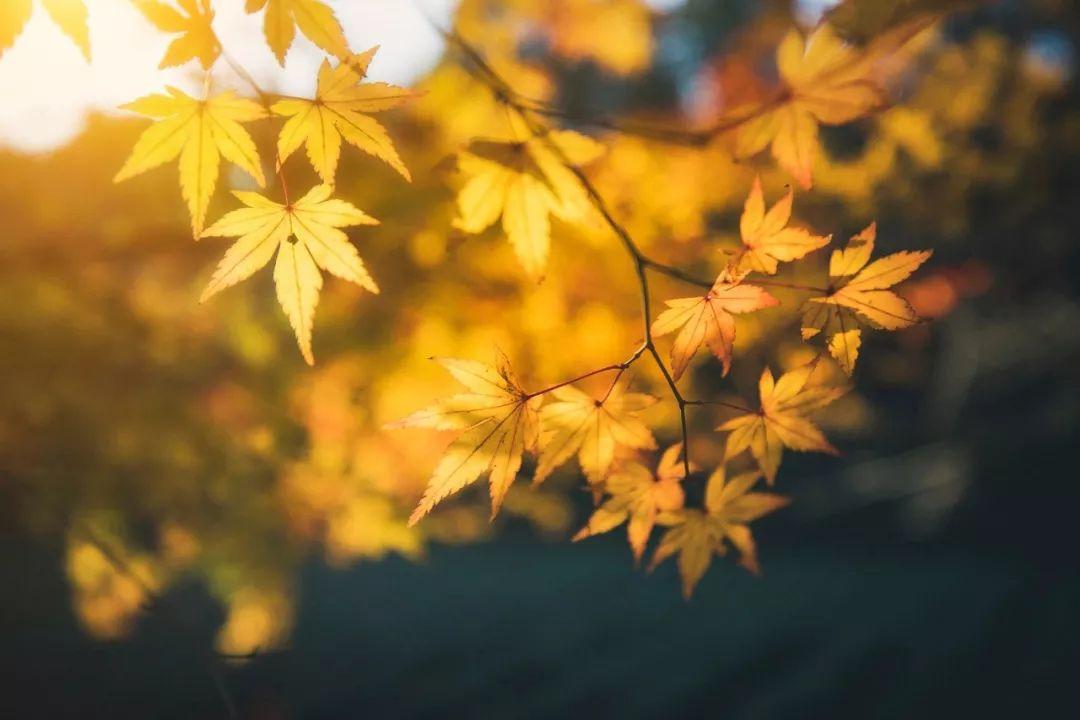立秋的诗10首，诗人笔下的秋天，道尽人生滋味
