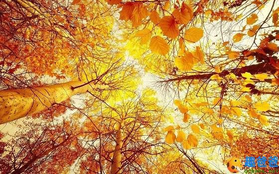 关于秋天的诗句古诗100句，领略古人笔下的秋意之美