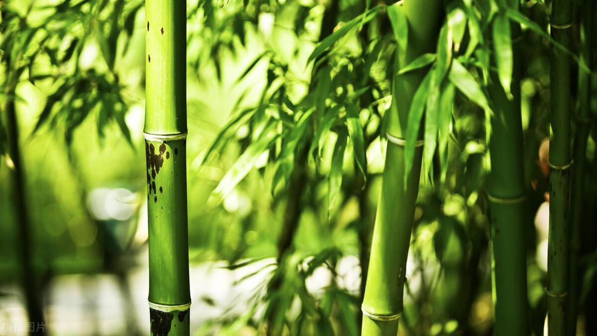 描写竹子的诗句10首，竹林清风，沁人心脾