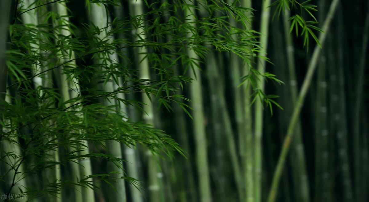 描写竹子的诗句10首，竹林清风，沁人心脾
