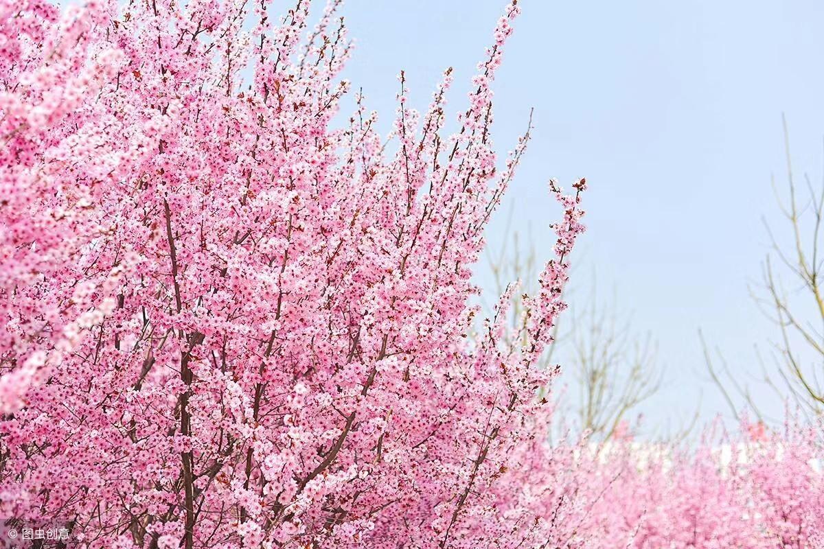 桃花的诗句50句，惊艳了整个春天!