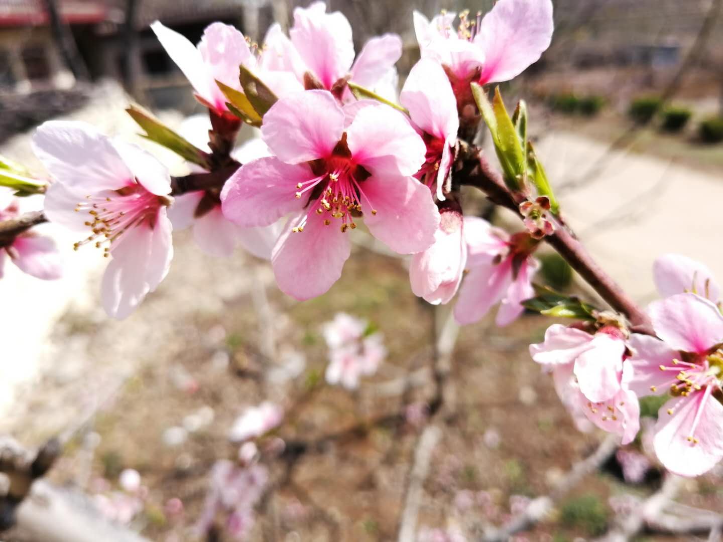 桃花的浪漫诗句6个，为春天增添了无穷诗意