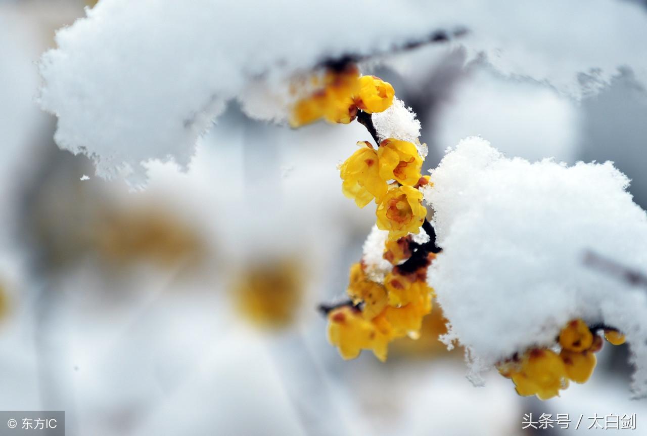 描写雪的诗词10首，扮美了整个冬天