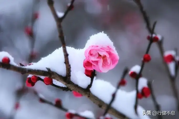 描写雪的古诗32首，邂逅最美的冬天