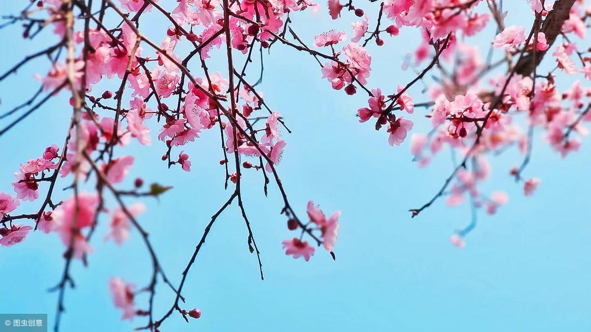 有关桃花的诗句80句，惊艳了整个春天