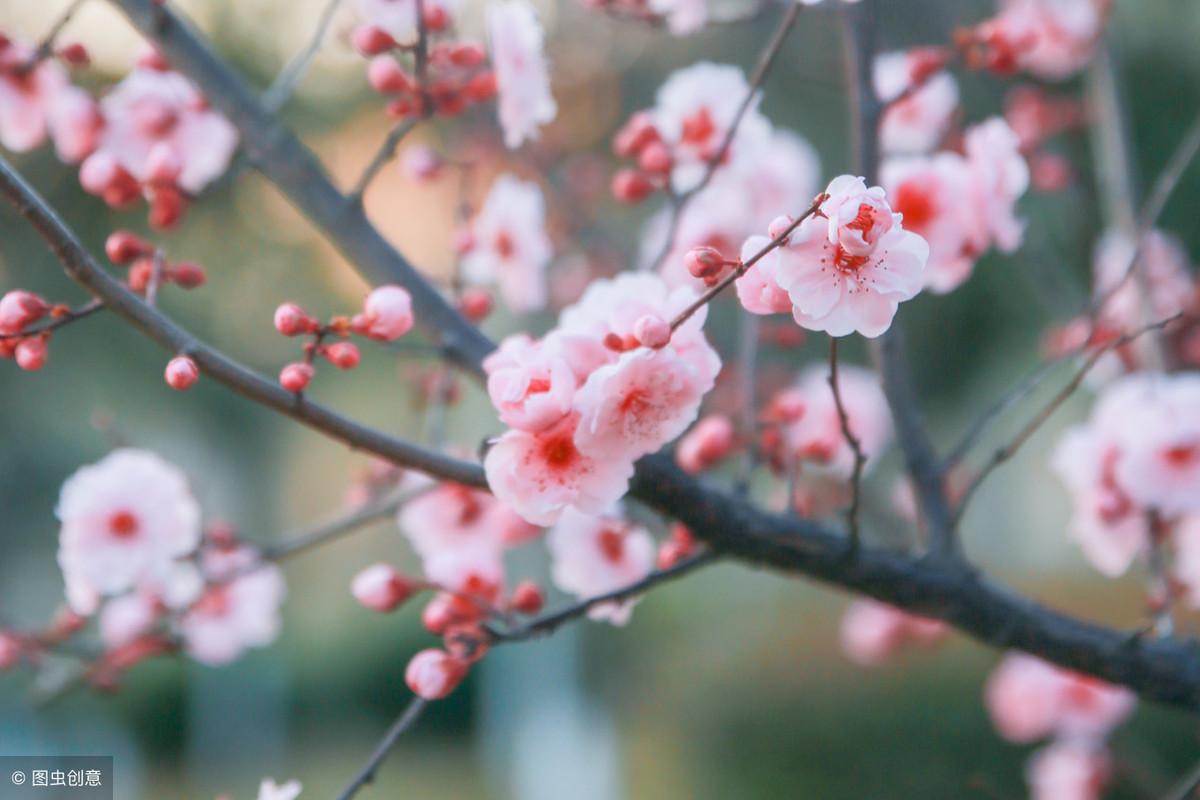 有关桃花的诗句80句，惊艳了整个春天