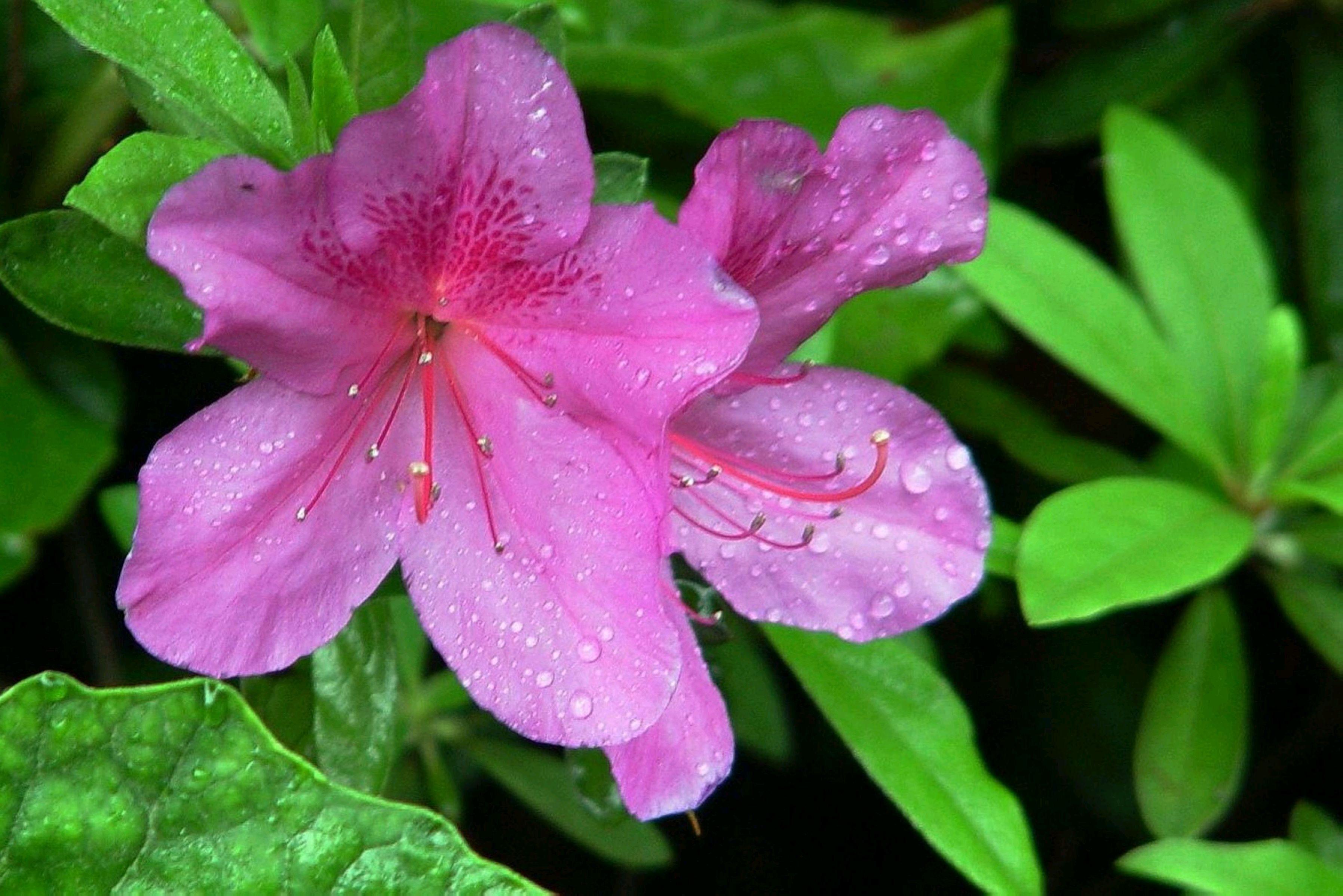 描写杜鹃的诗句20首，赏“花中西施”之美