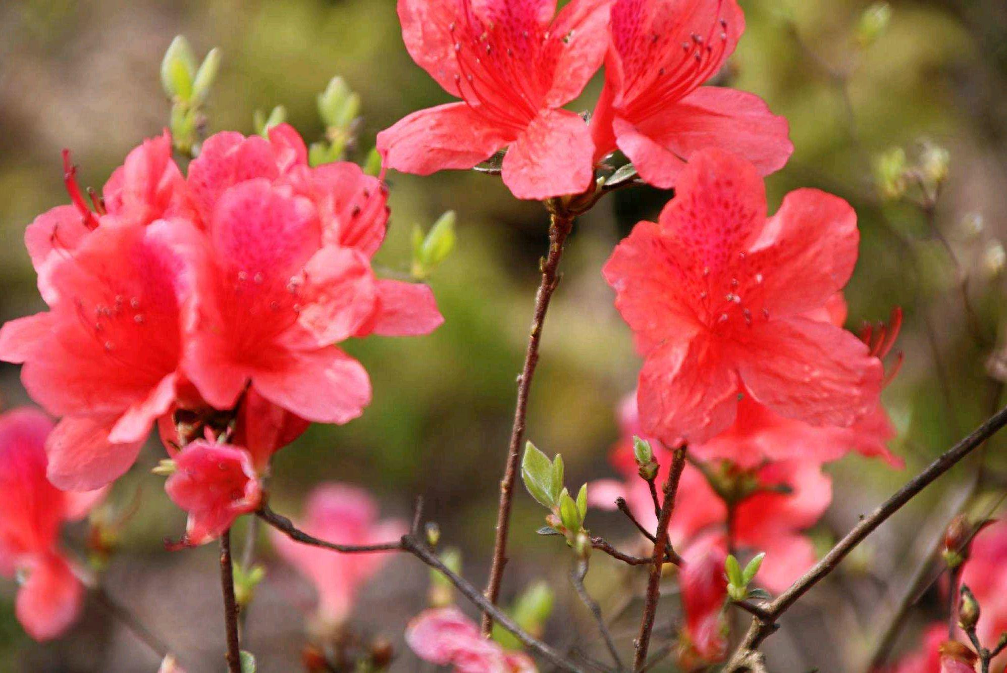 描写杜鹃的诗句20首，赏“花中西施”之美