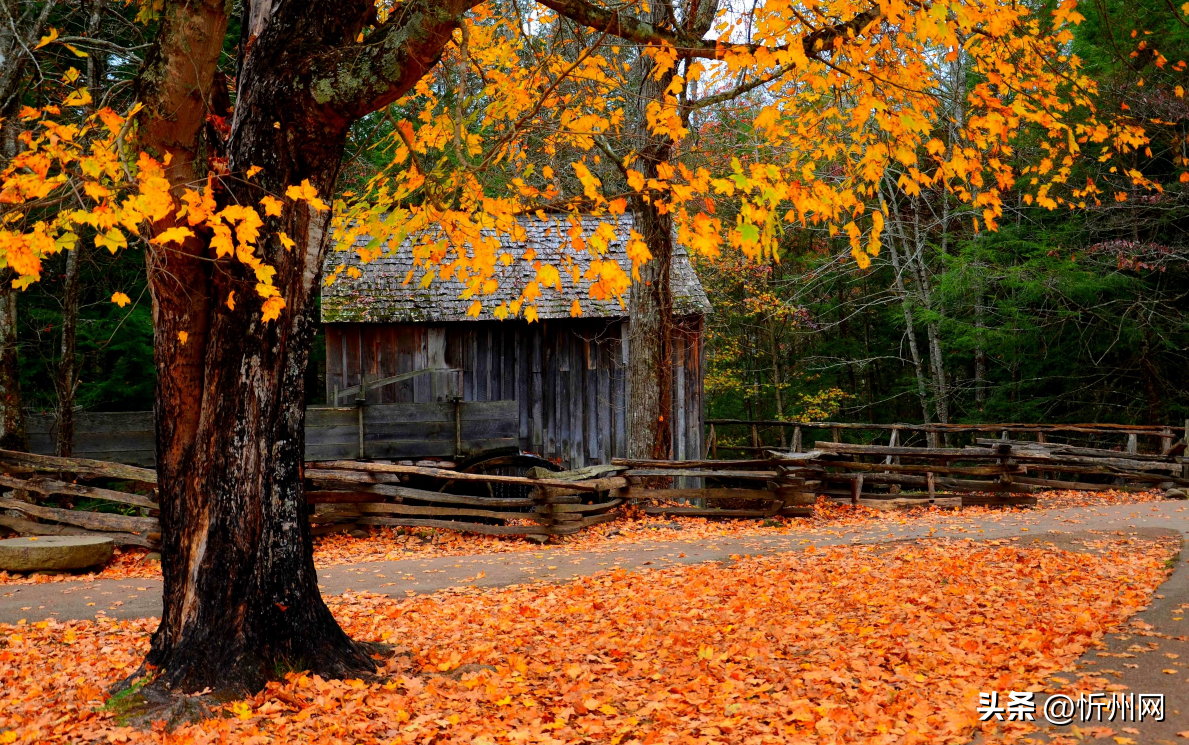 描写秋天的现代诗10首，献给丰收的秋天!