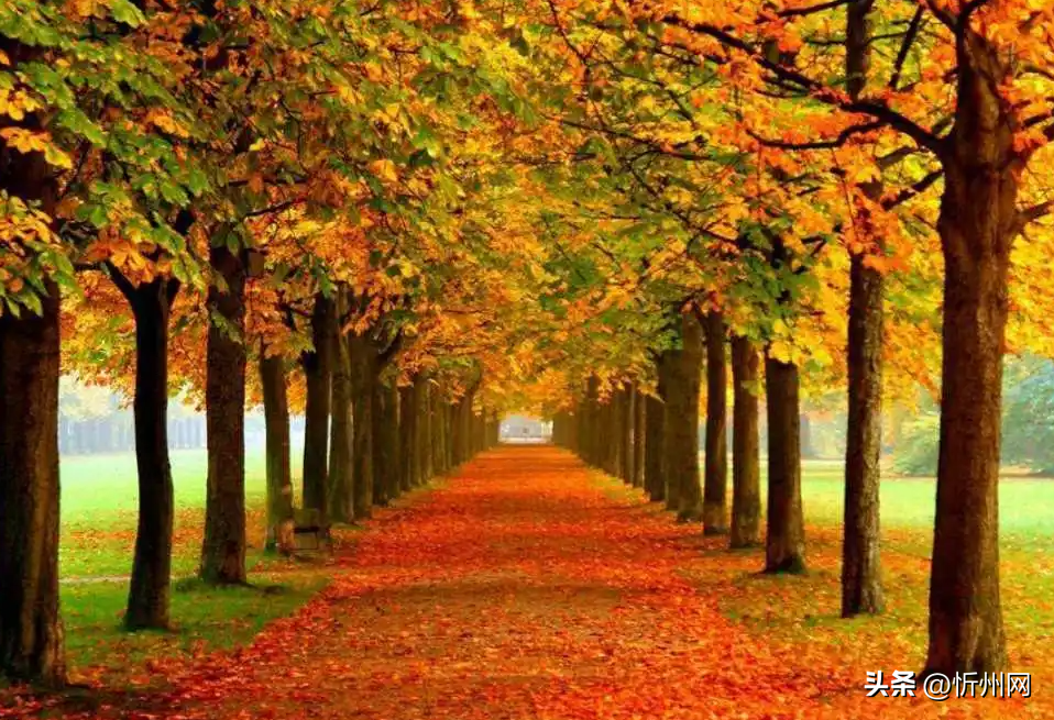 描写秋天的现代诗10首，献给丰收的秋天!