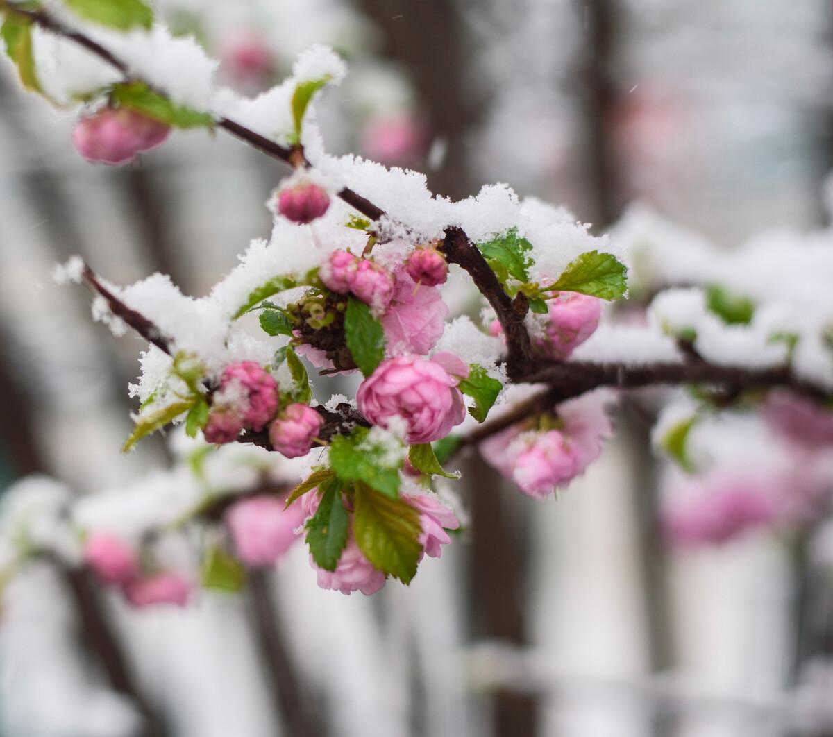 春天下雪的诗句7首，品读经典诗词中的春雪之美