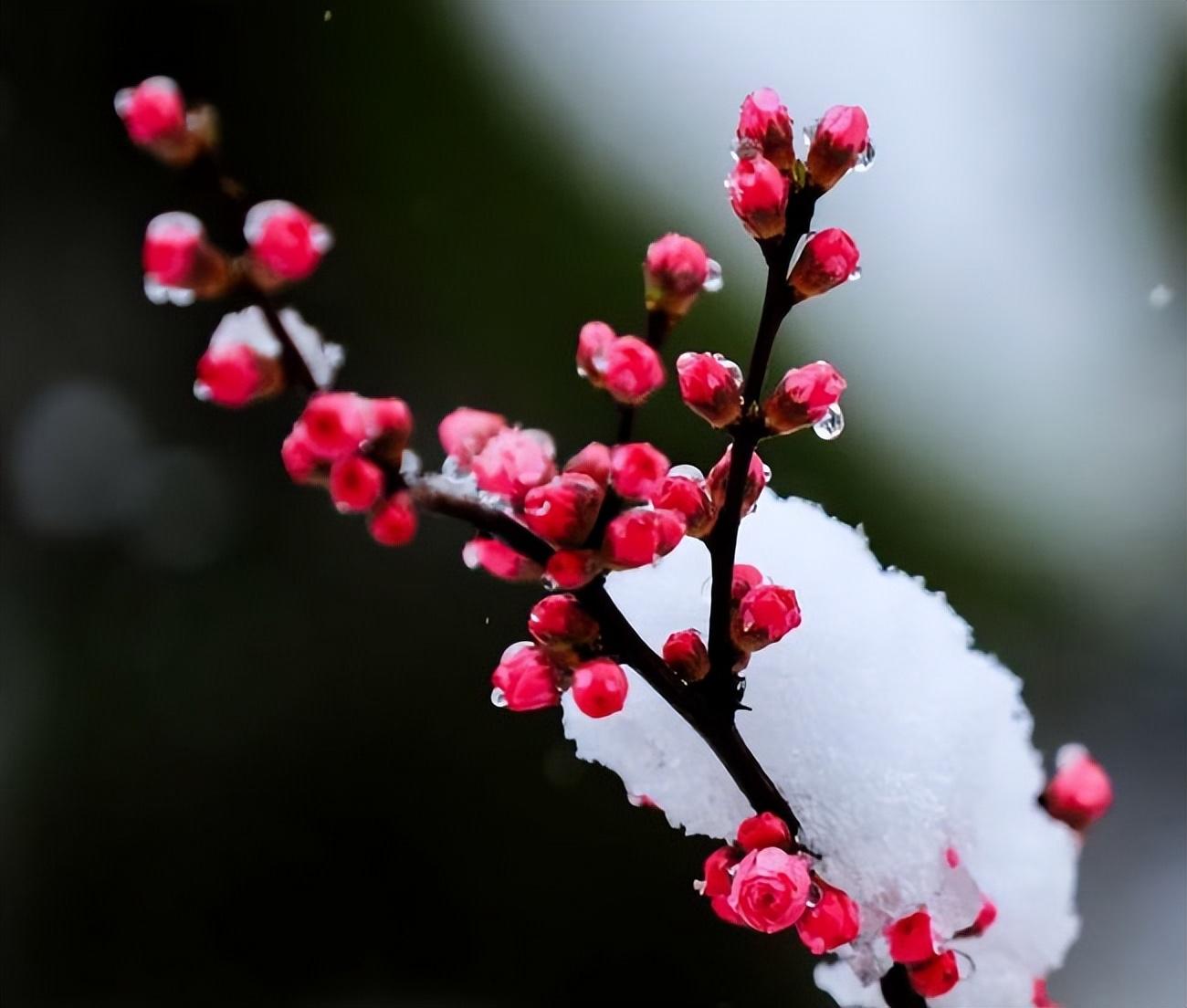 春天下雪的诗句7首，品读经典诗词中的春雪之美