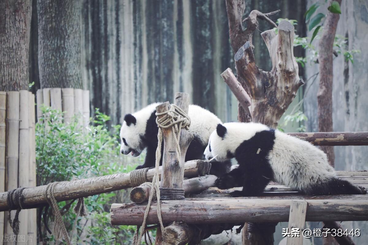 熊猫为什么会成为国宝（熊猫是中国的特有物种）
