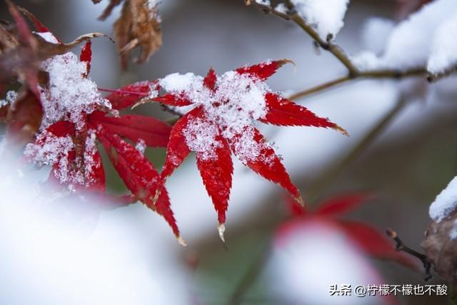 大雪节气祝福语20句，风雪交加，关怀暖心