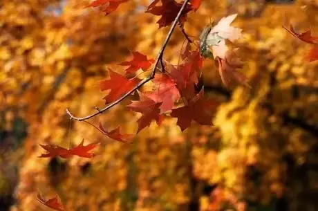 描写秋天的景色30句，秋是慢慢来的