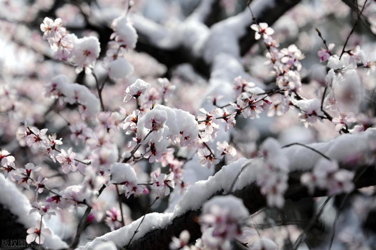 形容春雪的优美诗句5首，浪漫了整个春天