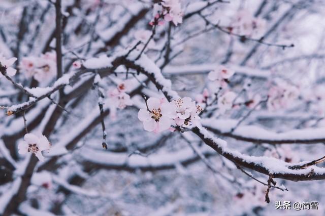 春天下雪的诗句4首，浪漫了整个春天