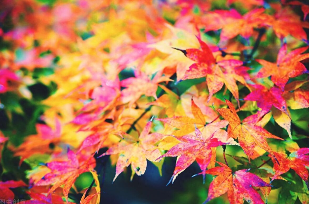 赞美秋天的句子16句，形容秋日的优美句子