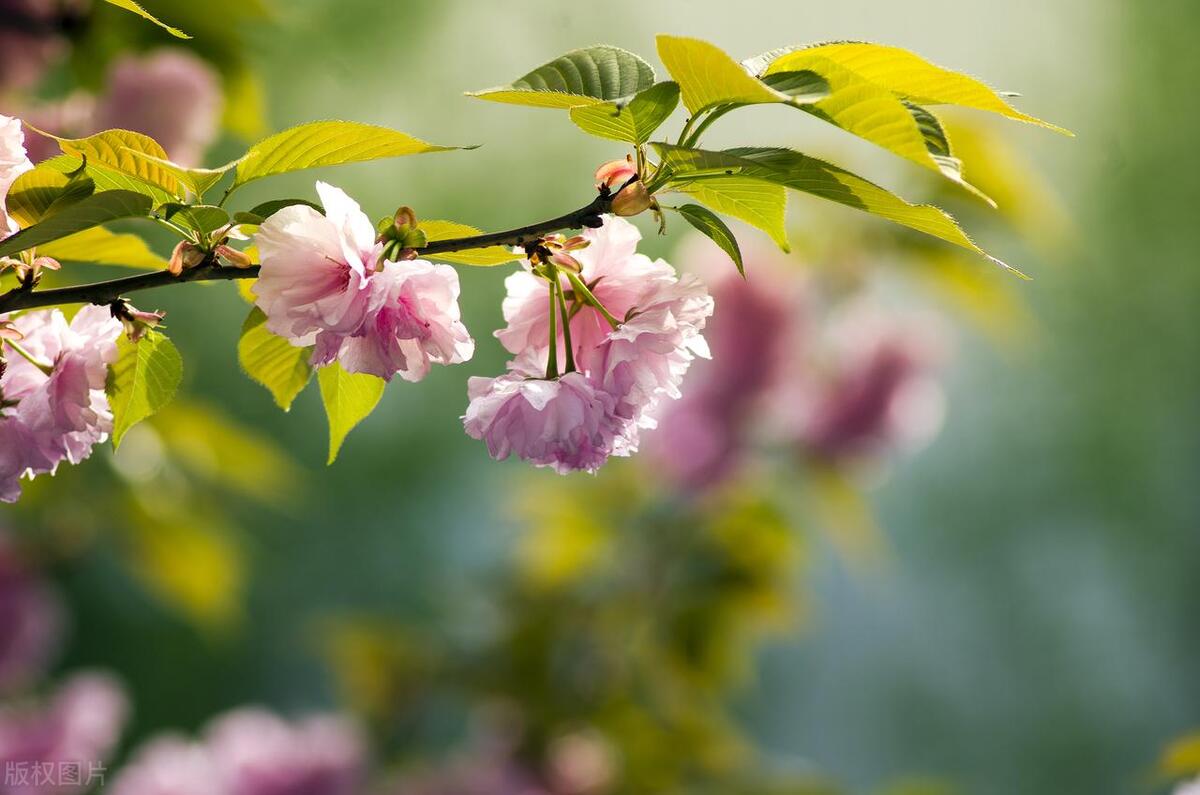 春游文案朋友圈20句，春意盎然，是最好的赏春时节！