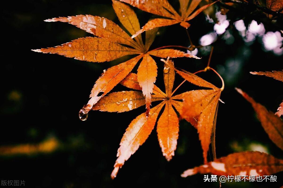 秋雨发朋友圈的句子10句，秋雨，是大自然的馈赠