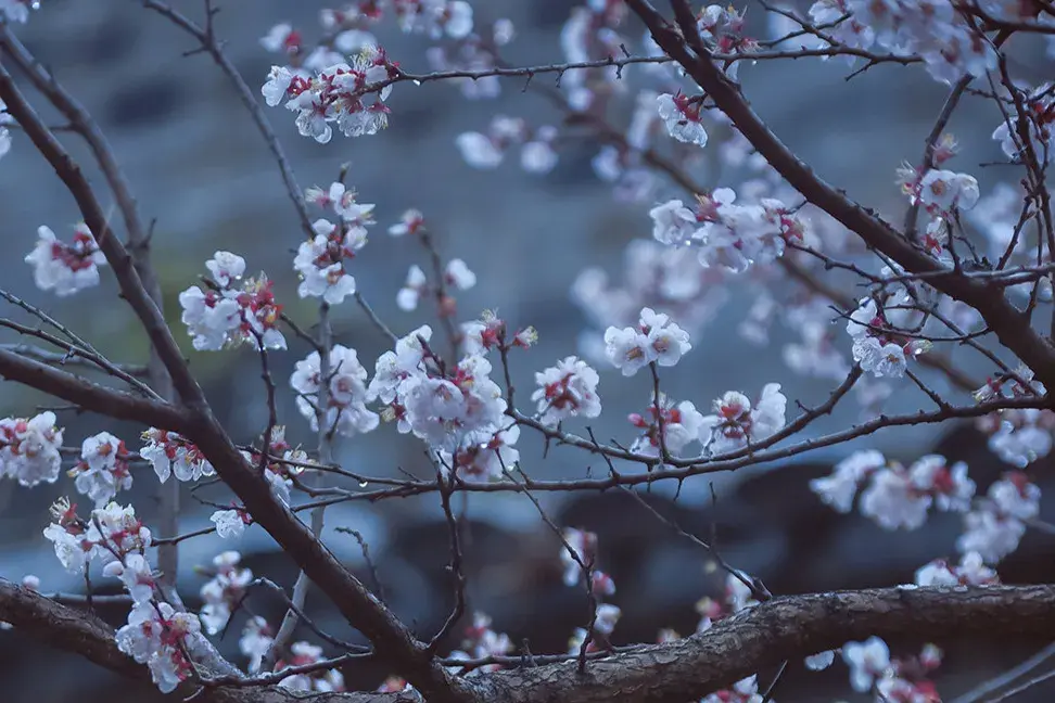 三月诗句6首，带你享受繁花锦簇的春天