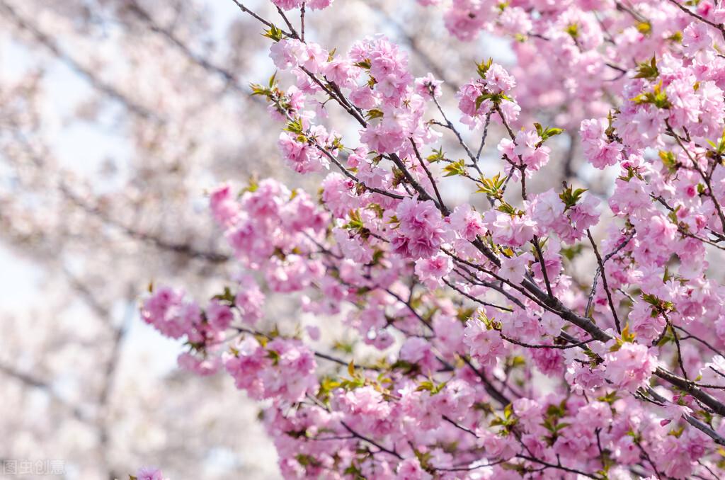 樱花的诗句唯美30句，怎一个美字了得