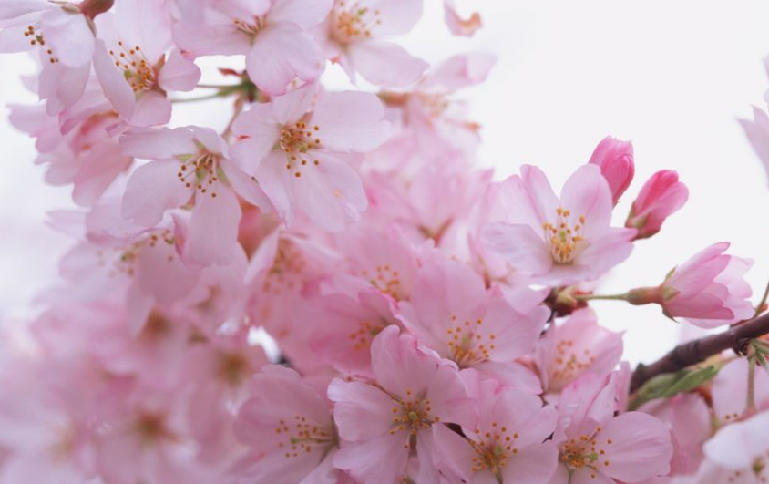 樱花唯美句子简短37句，待君有余暇，看春赏樱花