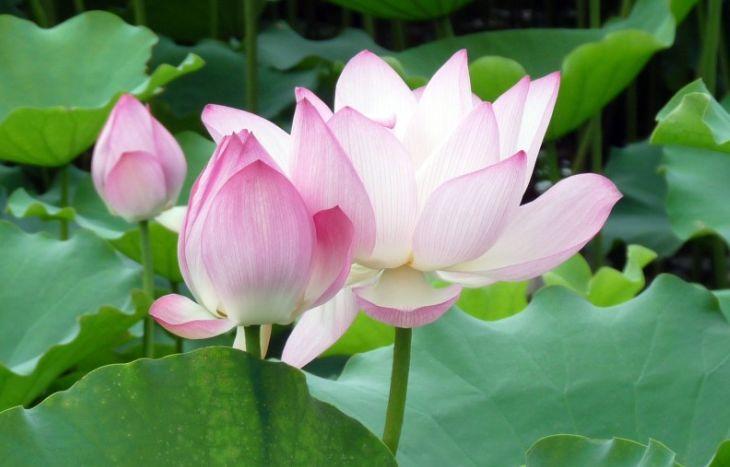 花的经典短句50句，人生如同花，必经风雨才能成长