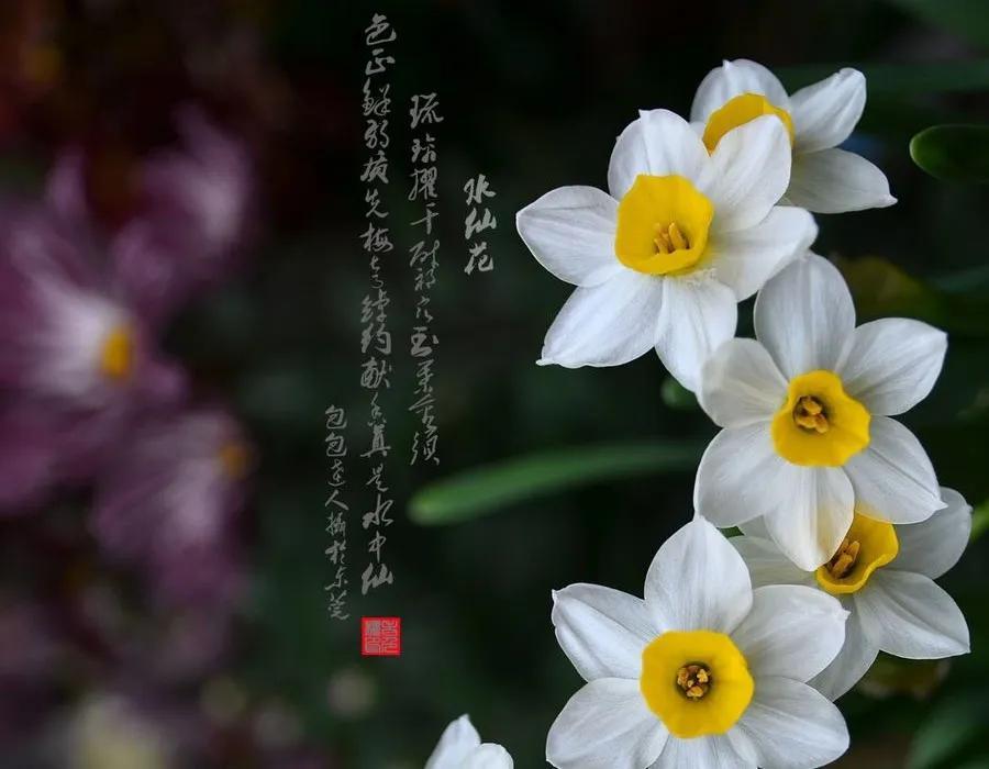 水仙花的作文300字小学优秀(我爱水仙花)-小学作文-电子课本网 水仙花的作文300字小学优秀(我爱水仙花)-小学作文