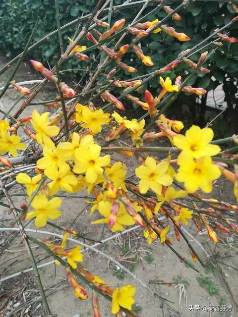 迎春花作文(汇总5篇)-小学作文-电子课本网 迎春花作文(汇总5篇)-小学作文