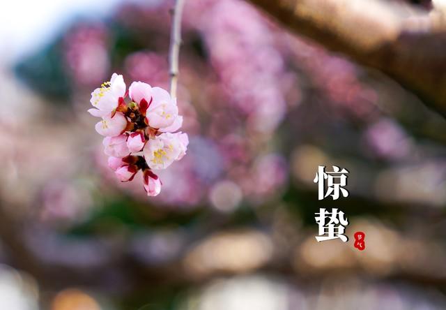 惊蛰文案10句，每一句都是春来的气息!