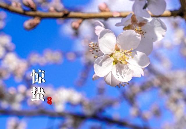 惊蛰文案10句，每一句都是春来的气息!