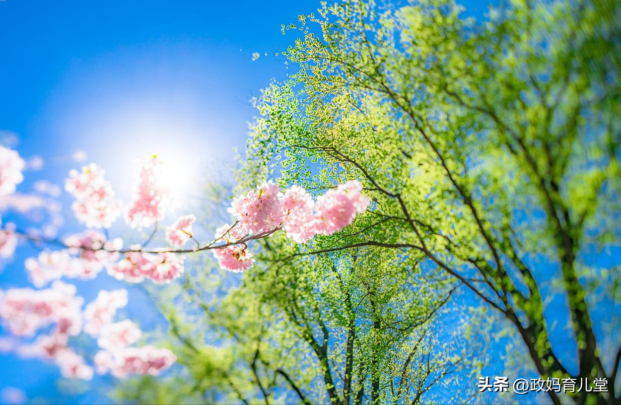 描写春天的句子优美短句20句,带你感受自然的美妙! - 图强作文网