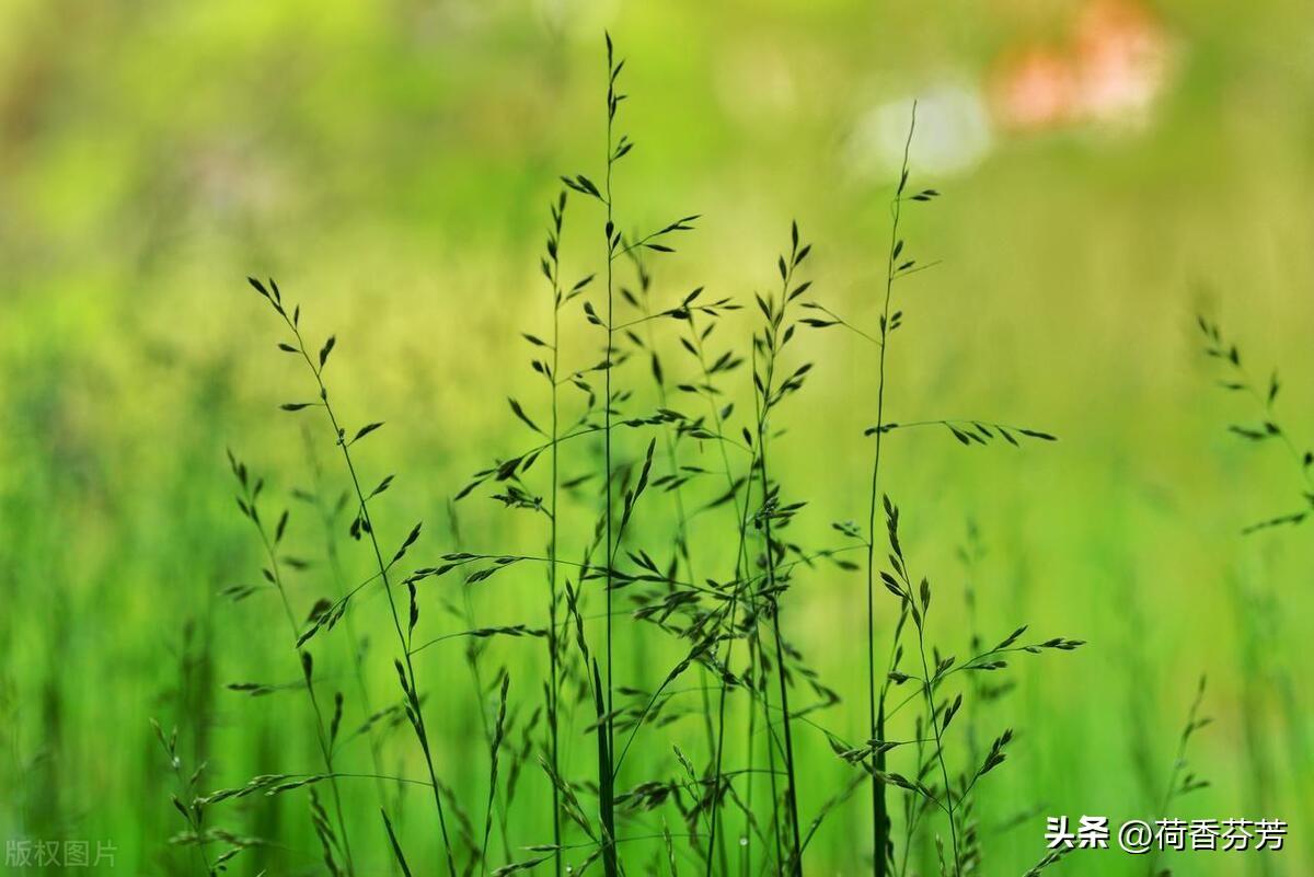 小草作文(汇总5篇)-小学作文-电子课本网 小草作文(汇总5篇)-小学作文