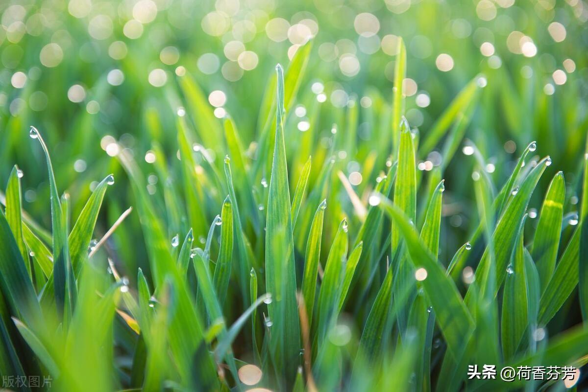 小草作文(汇总5篇)-小学作文-电子课本网 小草作文(汇总5篇)-小学作文