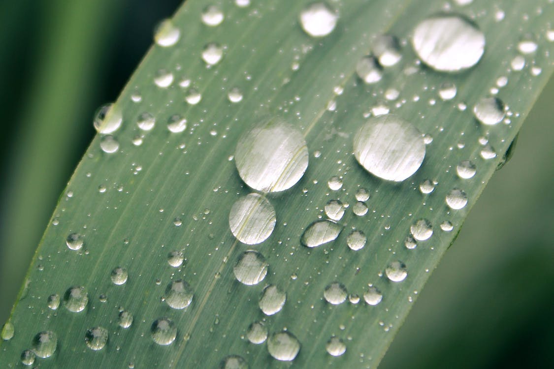 描写春雨的句子30句，春雨润万物，人间敞心扉