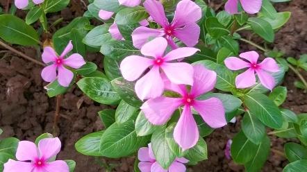 关于友情的句子17句，珍藏友情，珍惜缘分