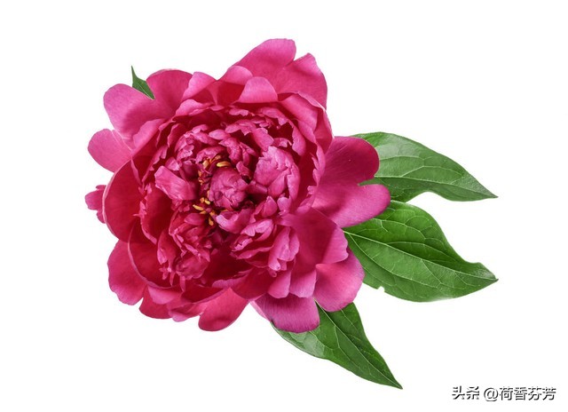 牡丹花的作文(汇总4篇)-小学作文-电子课本网 牡丹花的作文(汇总4篇)-小学作文