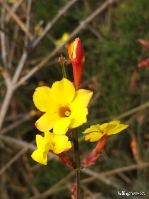 迎春花的作文(汇总5篇)-小学作文-电子课本网 迎春花的作文(汇总5篇)-小学作文