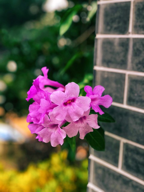 美丽校园作文300字(小学三年级优秀范文)-小学作文-电子课本网 美丽校园作文300字(小学三年级优秀范文)-小学作文