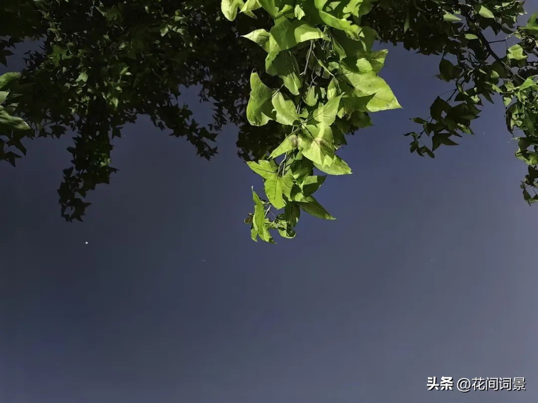 关于星星的诗句10首（原文及感悟）