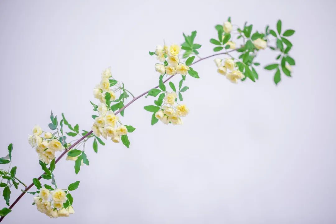 春景的诗句50句，最美人间四月天