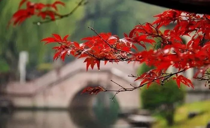 有关雨的诗句80句，尽显雨之美