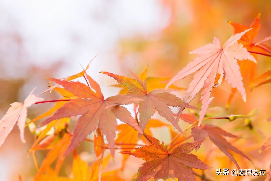 关于朋友的诗句8首，说尽了世间最美的友情
