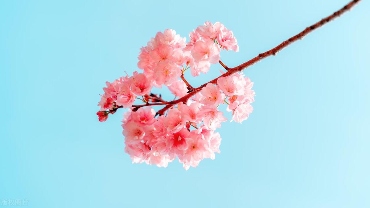 我心中的春天作文800字（初中优秀范文）