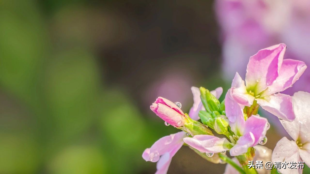 雨的古诗100句，相同的雨，不同的美!