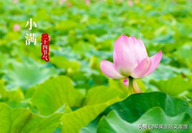 小满的诗句12句，感受人间半夏!