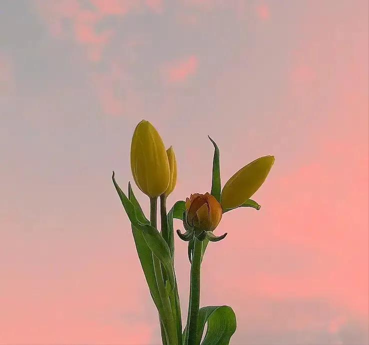 幸福的句子15句，让你发现生活的美好