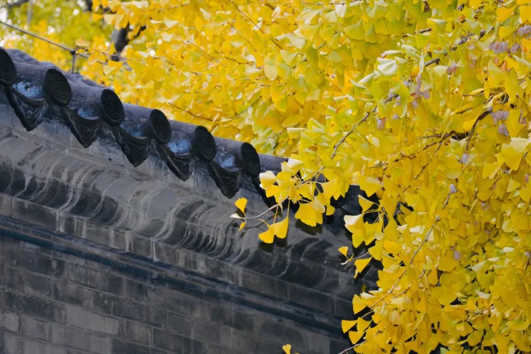 重阳节古诗词10首，岁岁重阳，今又重阳