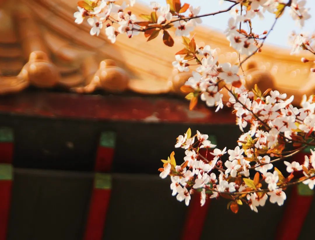 重阳节古诗词10首，岁岁重阳，今又重阳